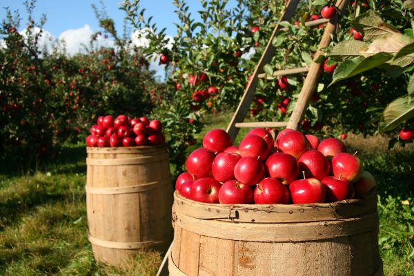 orchard, apple, apples